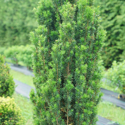 Yew - STONEHENGE SKINNY­