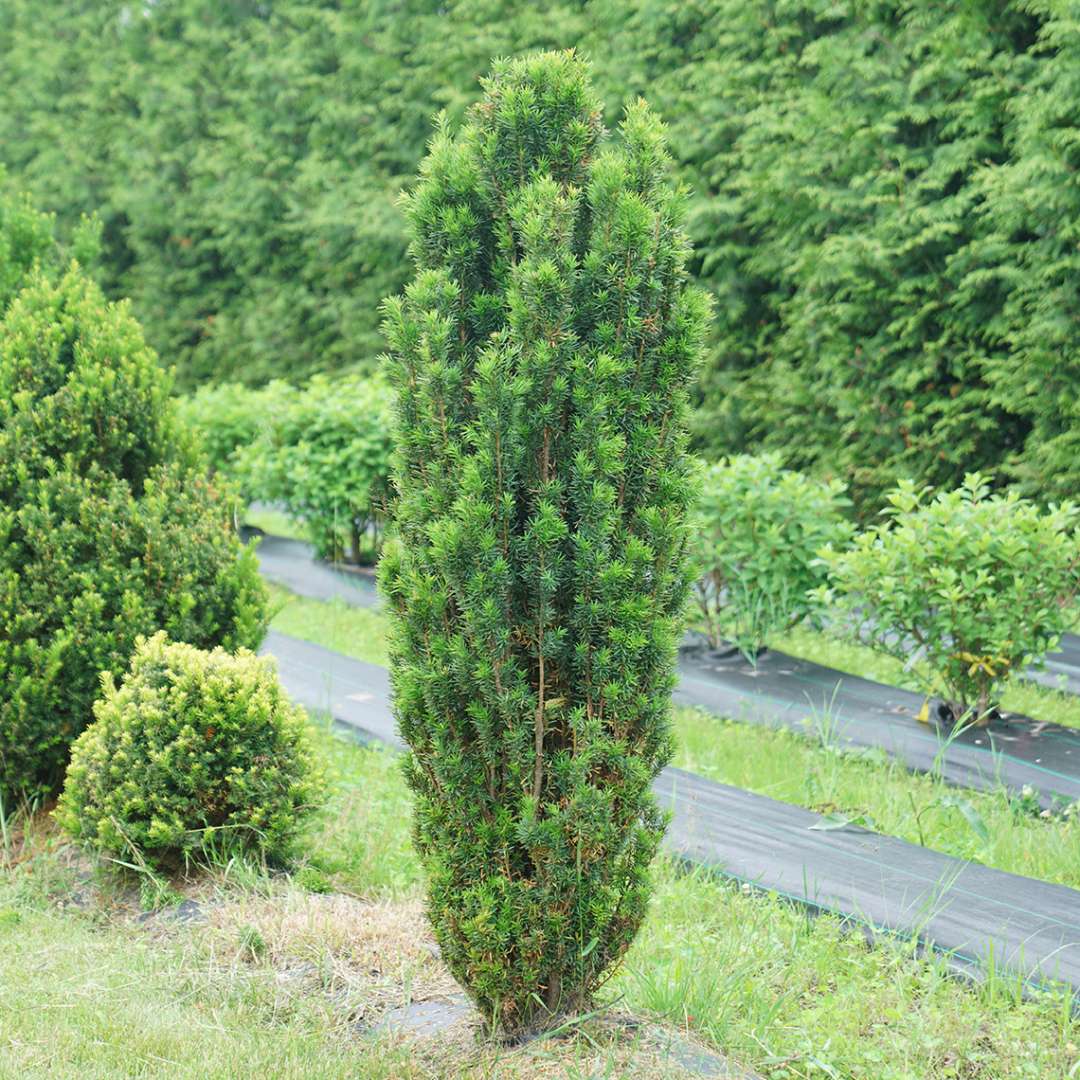 Yew - STONEHENGE SKINNY­