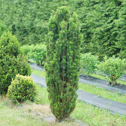 Yew - STONEHENGE SKINNY­