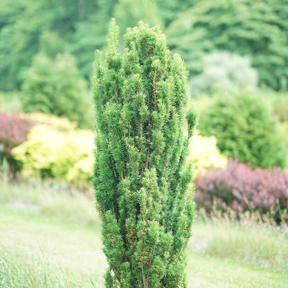 Yew - STONEHENGE SKINNY­