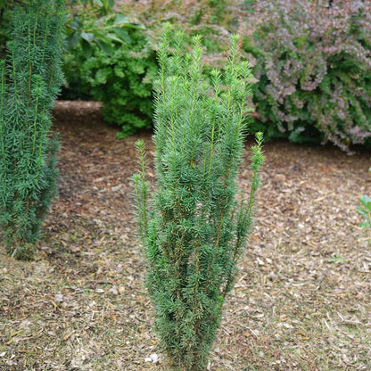 Yew - STONEHENGE SKINNY­