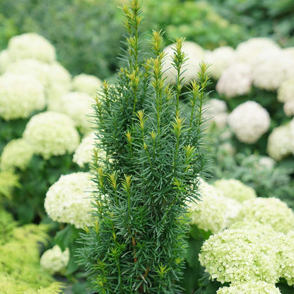 Yew - STONEHENGE SKINNY­