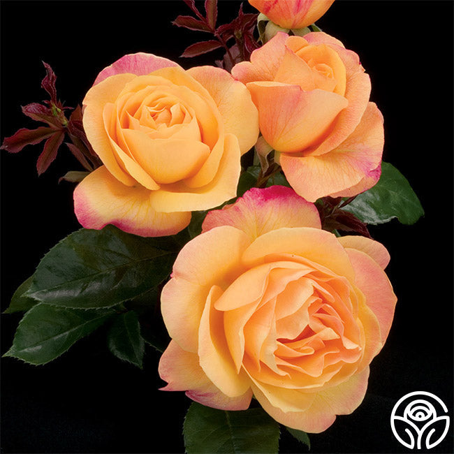 Rose - Strike It Rich