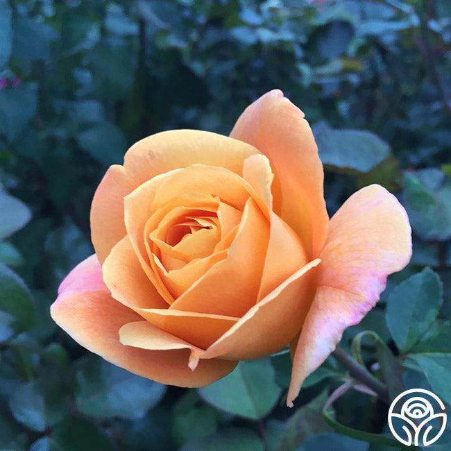Rose - Strike It Rich