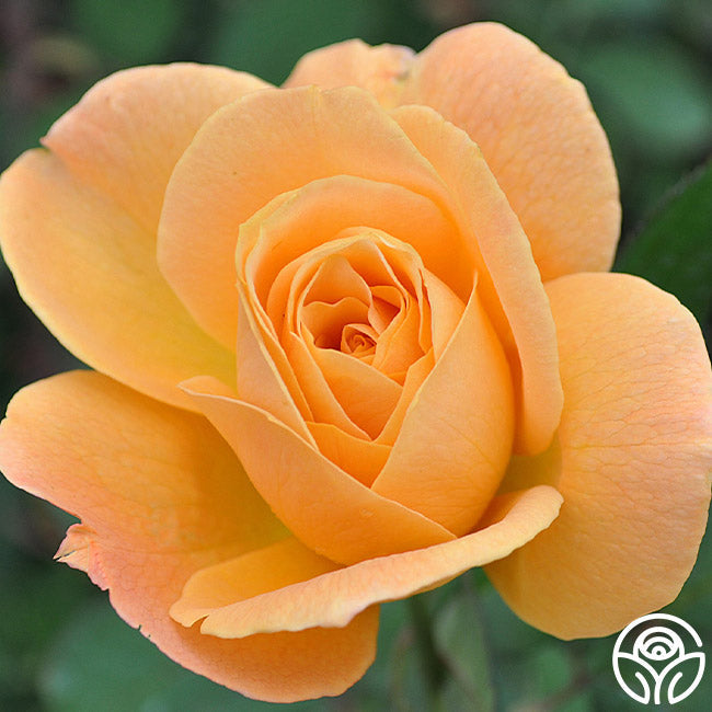 Rose - Strike It Rich