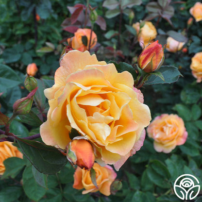 Rose - Strike It Rich
