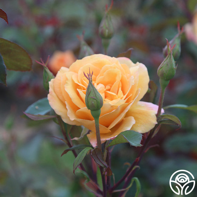 Rose - Strike It Rich