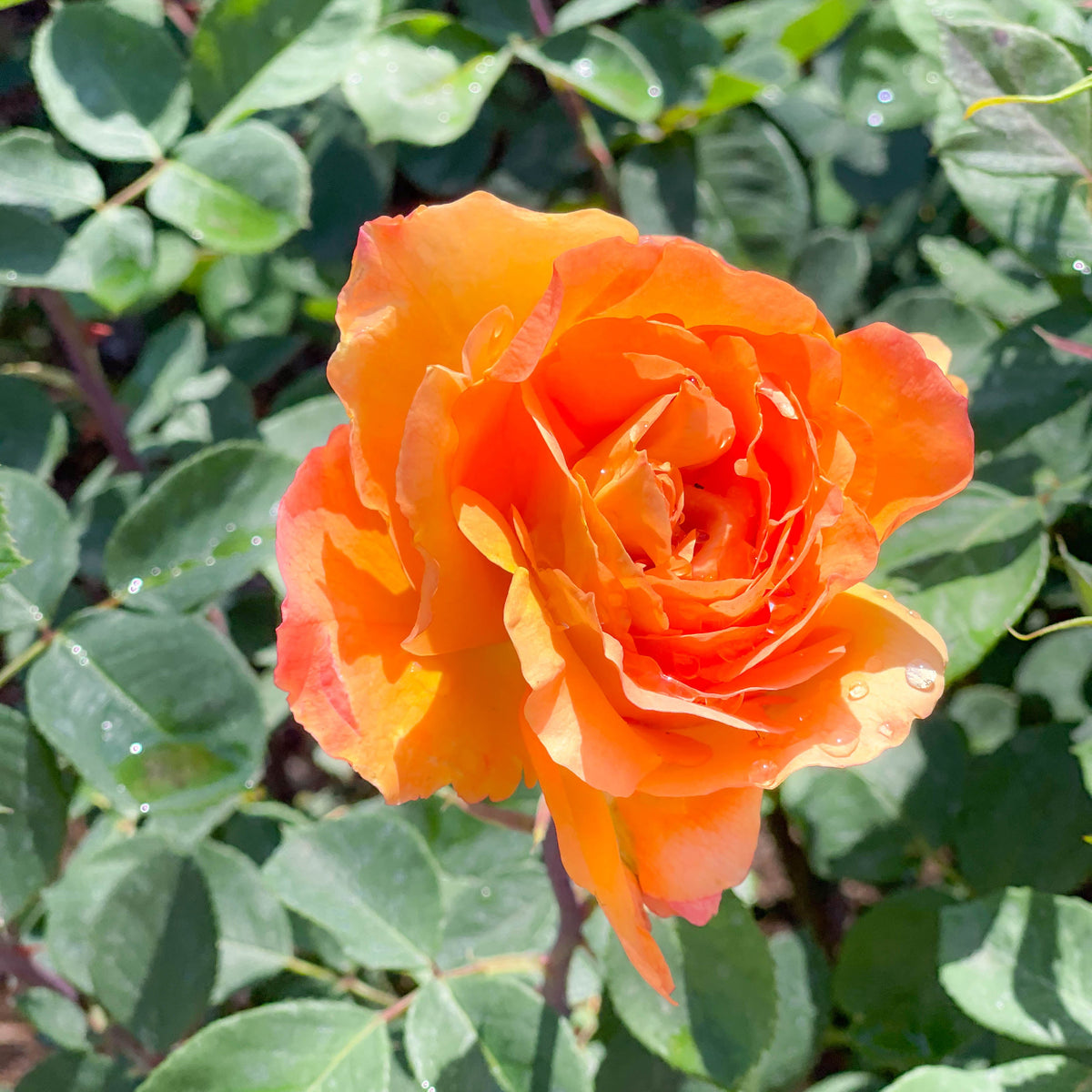 Rose - Strike It Rich
