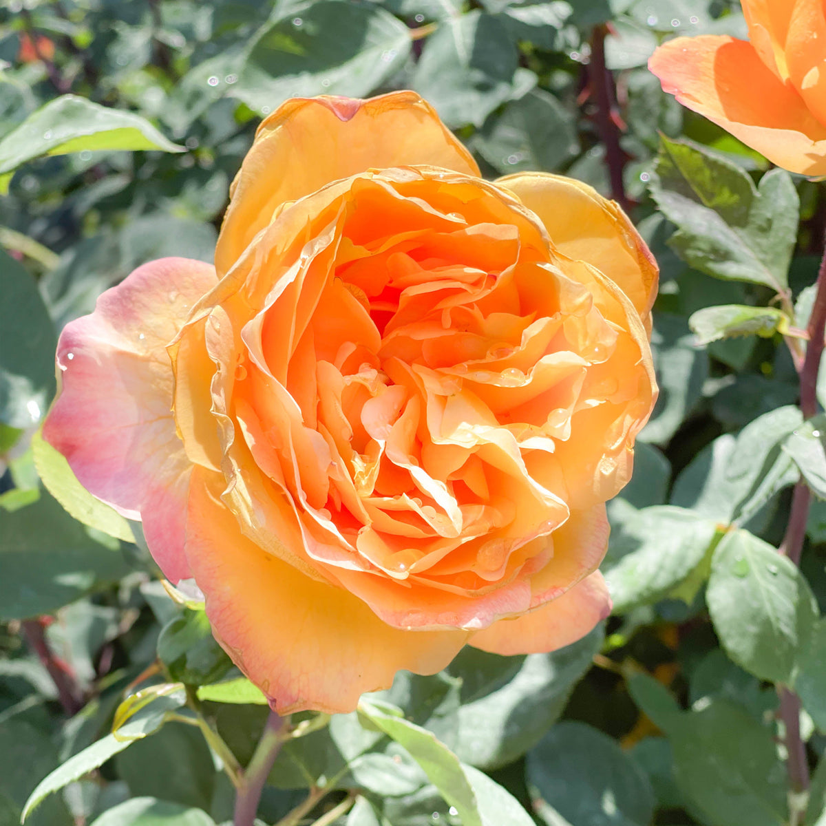 Rose - Strike It Rich