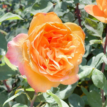 Rose - Strike It Rich