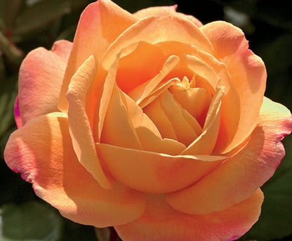 Rose - Strike It Rich