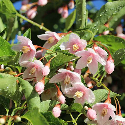 Japanese Snowbell - MARLEY’S PINK