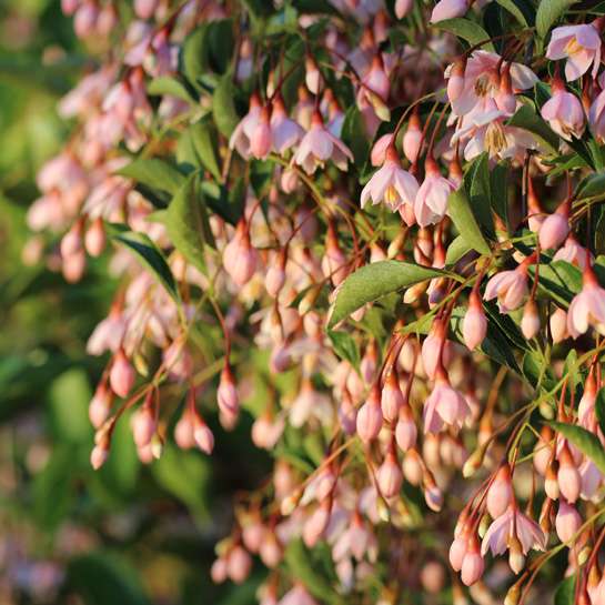 Japanese Snowbell - MARLEY’S PINK