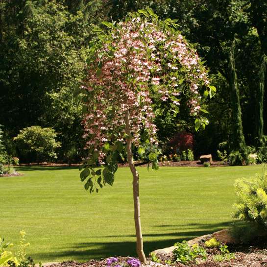 Japanese Snowbell - MARLEY’S PINK