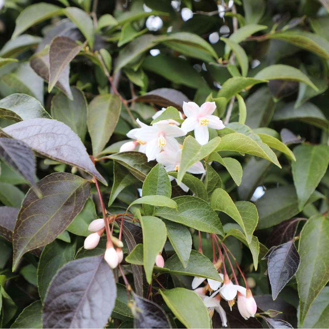 Japanese snowbell - SWAN SONG