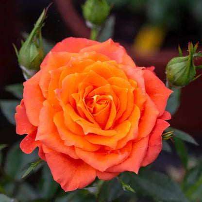 Rose - Francis Meilland