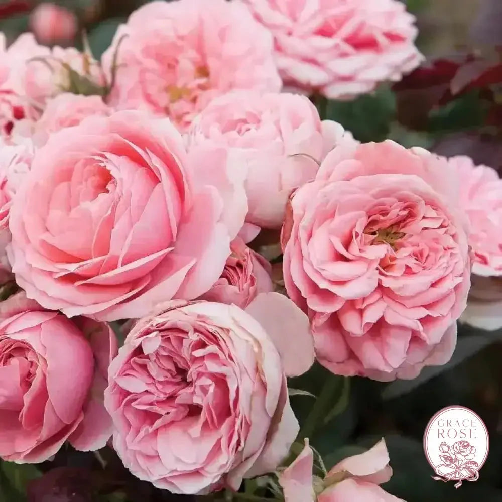 Rose - Sunblaze Sweet
