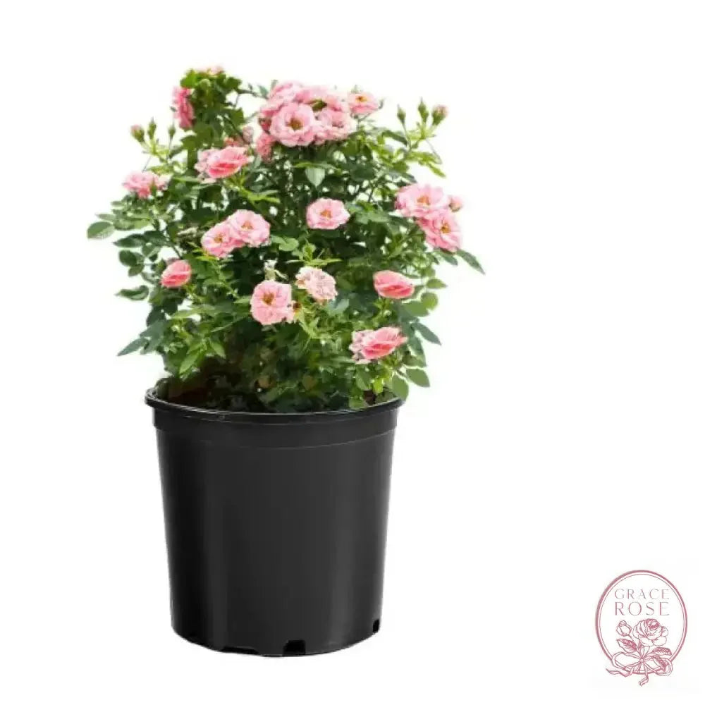 Rose - Sunblaze Sweet