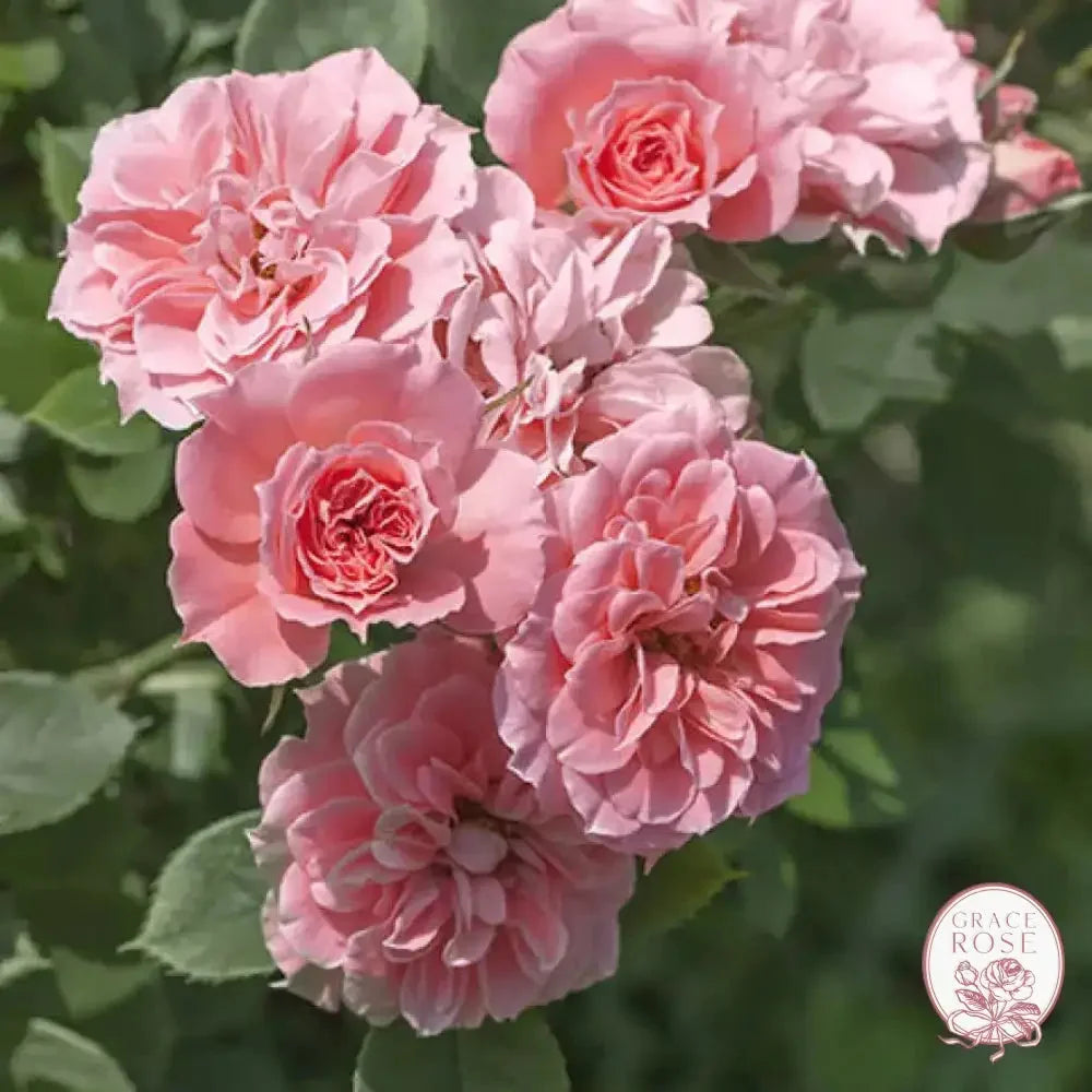 Rose - Sunblaze Sweet