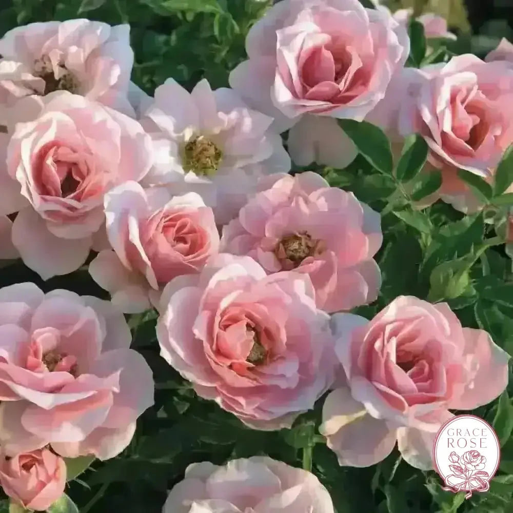 Rose - Sunblaze Sweet