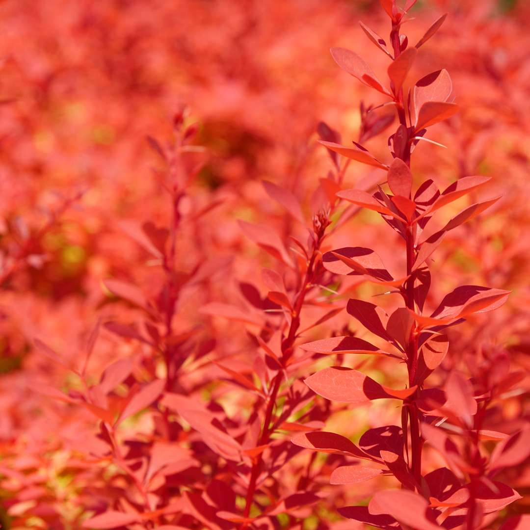 Barberry - SUNJOY NEO