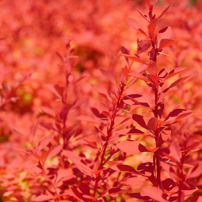 Barberry - SUNJOY NEO