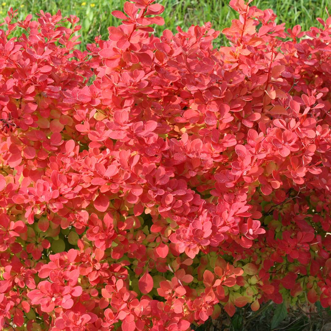 Barberry - SUNJOY NEO