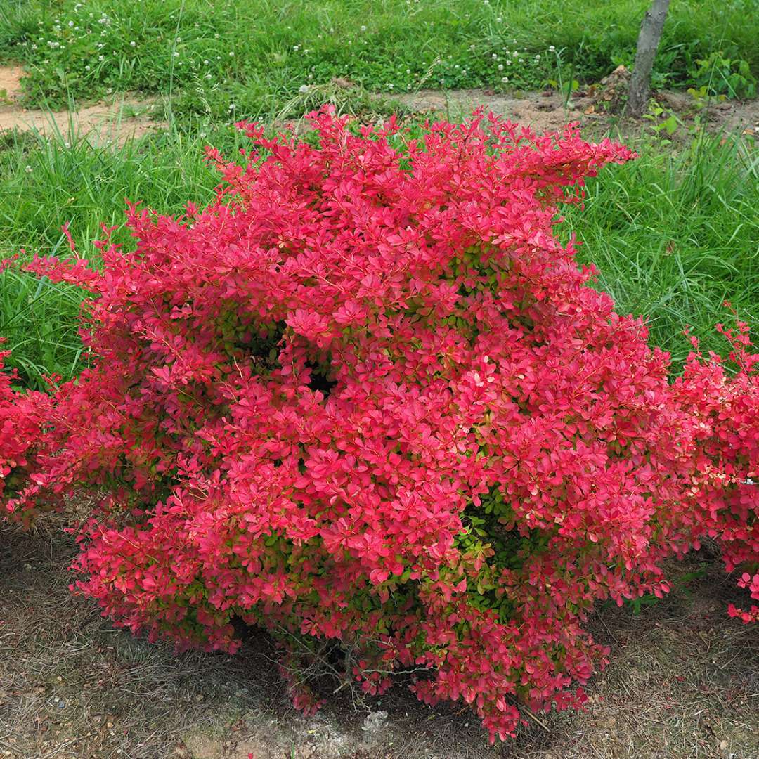 Barberry - SUNJOY NEO