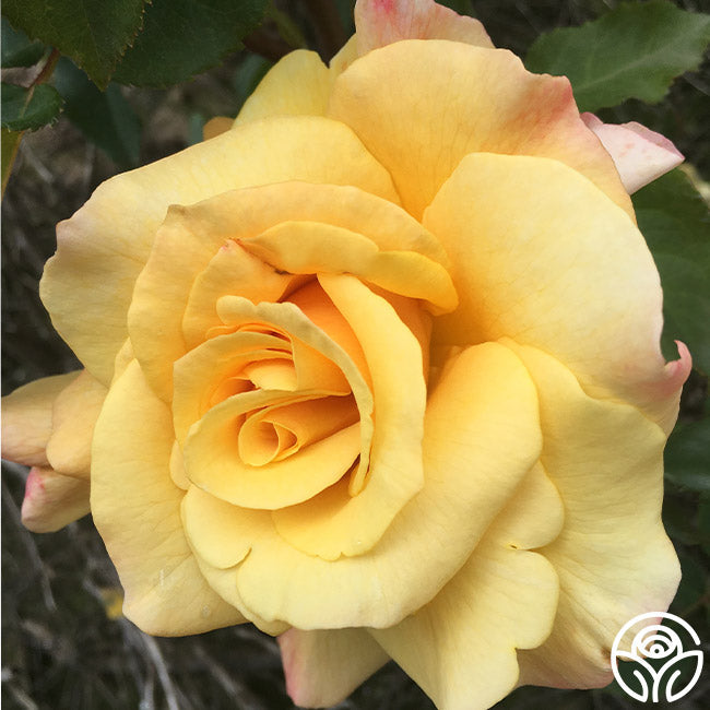 Rose - Eleganza Sunny Sky
