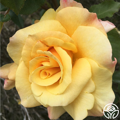 Rose - Eleganza Sunny Sky