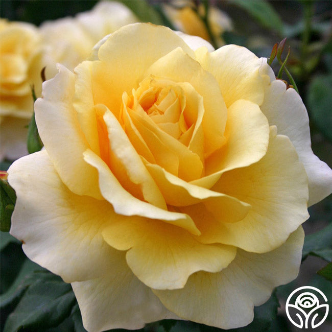 Rose - Eleganza Sunny Sky