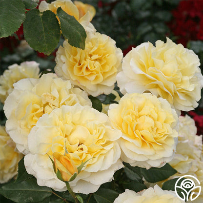 Rose - Eleganza Sunny Sky