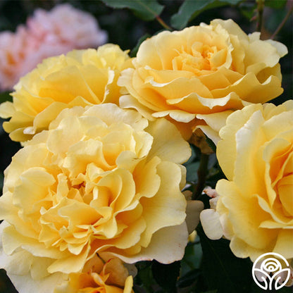 Rose - Eleganza Sunny Sky