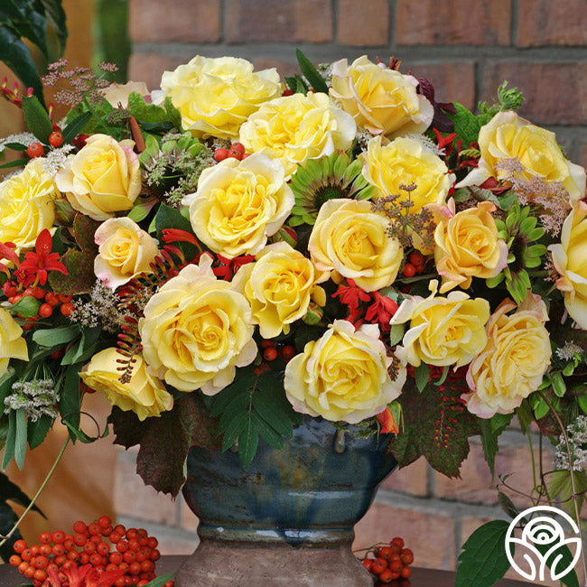 Rose - Eleganza Sunny Sky