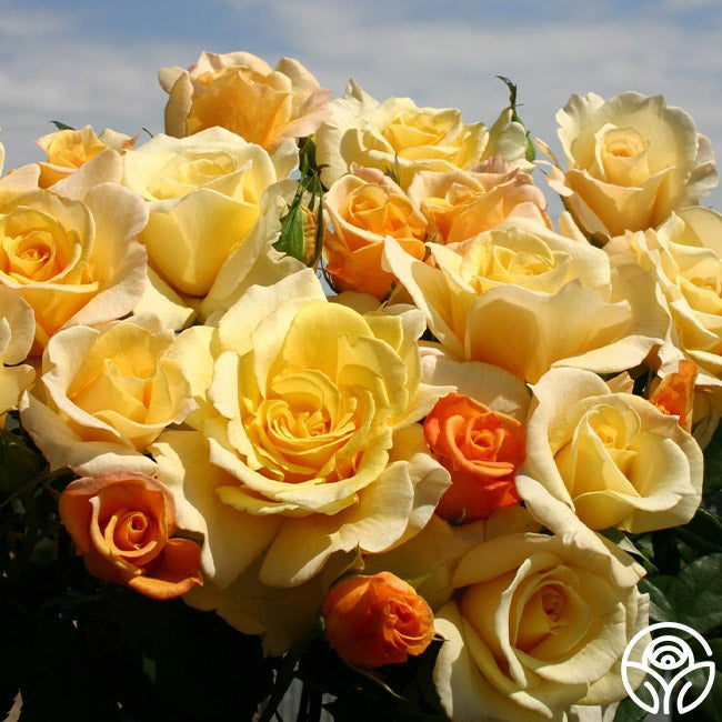 Rose - Eleganza Sunny Sky