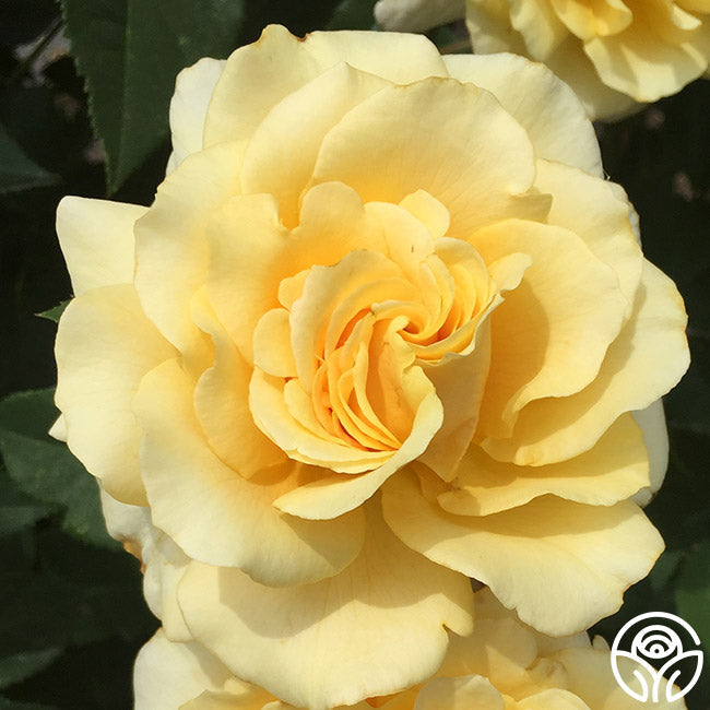 Rose - Eleganza Sunny Sky