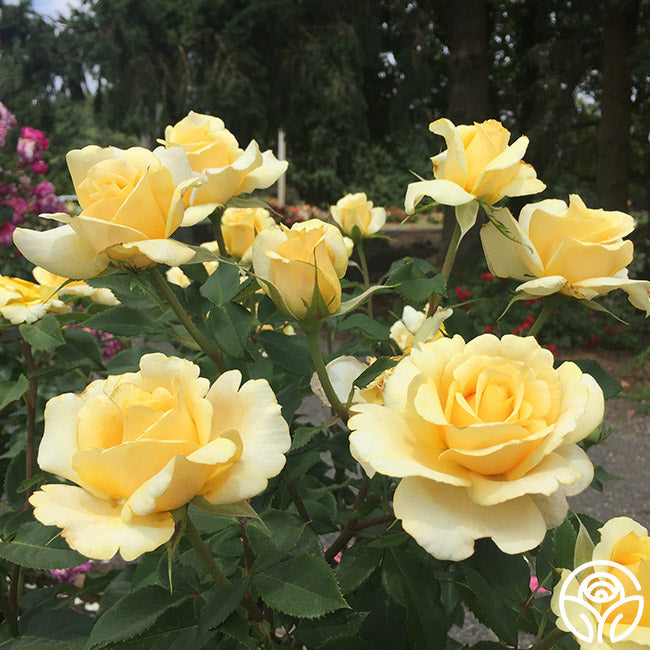 Rose - Eleganza Sunny Sky