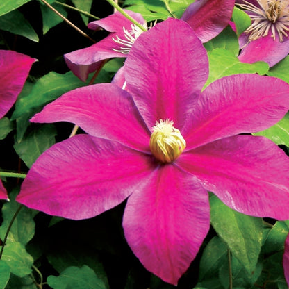 Clematis - Sunset