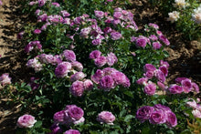 Load image into Gallery viewer, Rose - Climbing - Lavender Crush
