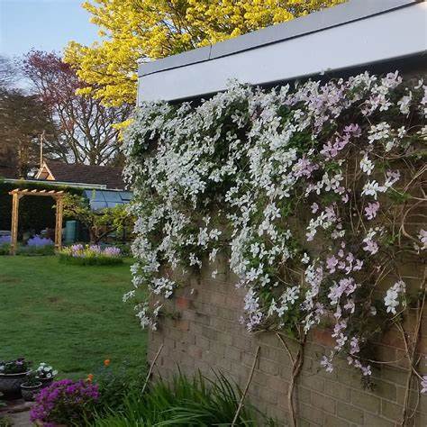 Clematis 'Montana Grandiflora' - Fragrant