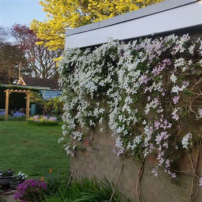 Clematis 'Montana Grandiflora' - Fragrant