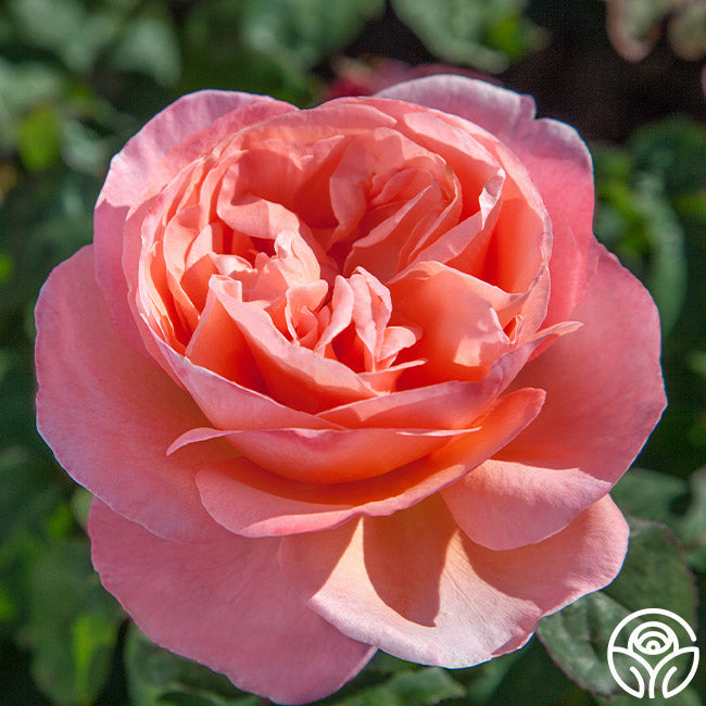 Rose - Sweet Mademoiselle