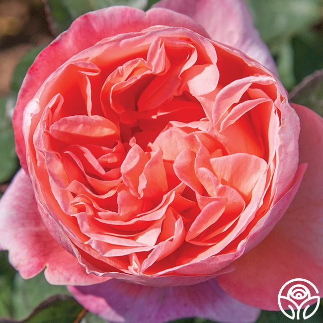 Rose - Sweet Mademoiselle