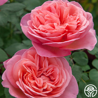 Rose - Sweet Mademoiselle