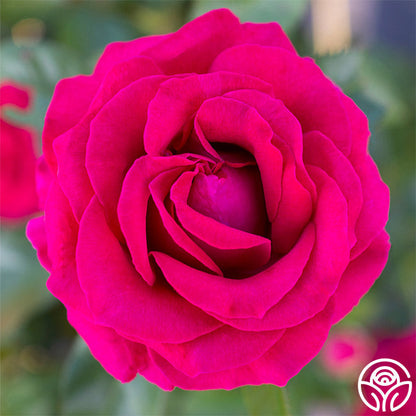 Rose - Sweet Spirit