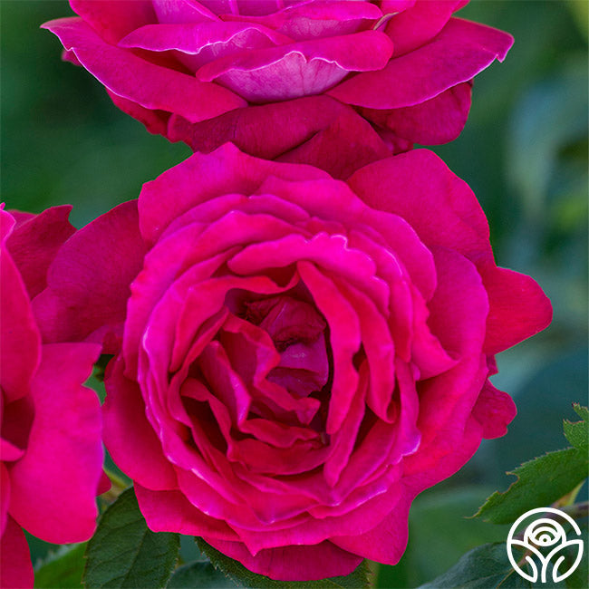 Rose - Sweet Spirit