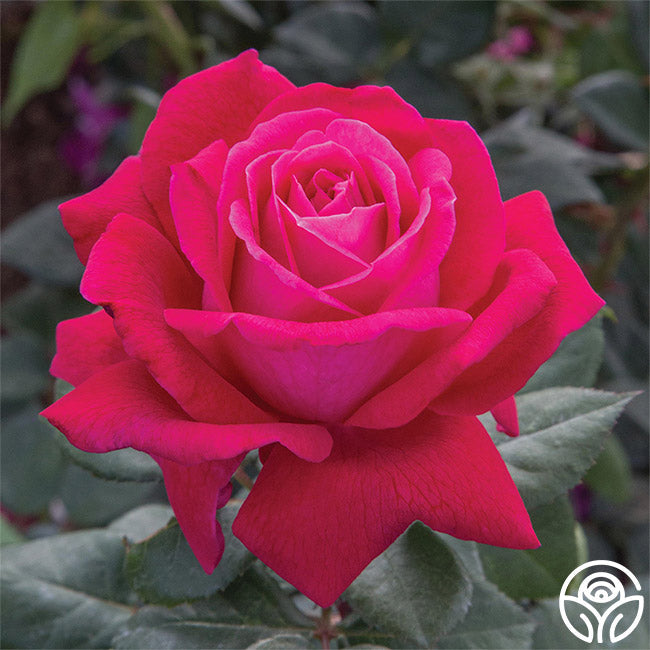 Rose - Sweet Spirit