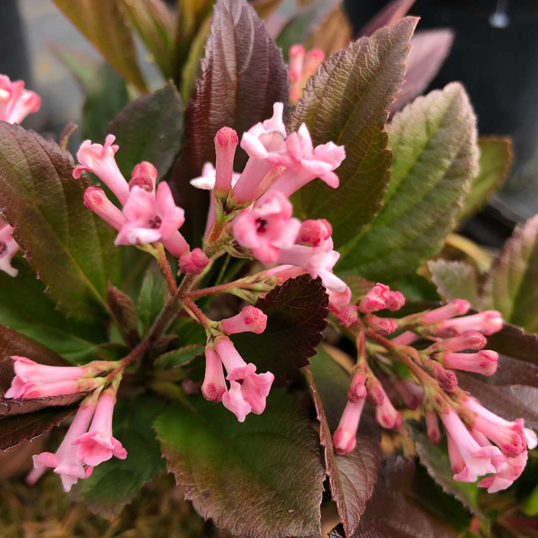 Viburnum 'NCVX4'