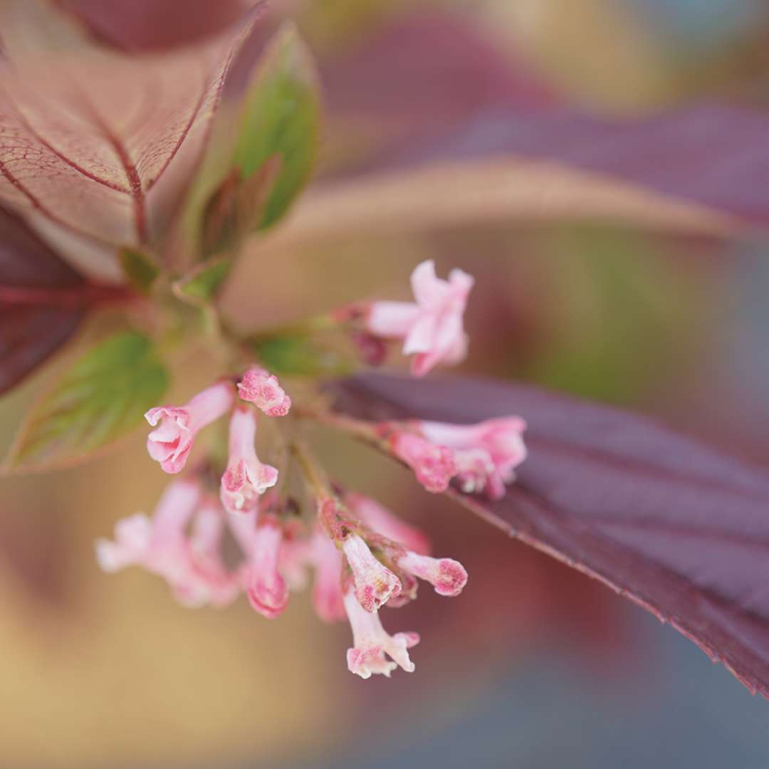 Viburnum 'NCVX4'