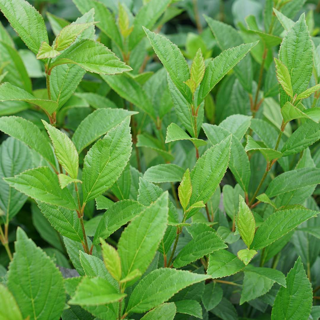Viburnum 'NCVX4'